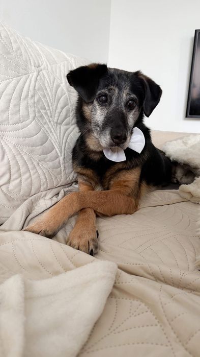 FIONA - bardzo spokojna sunia