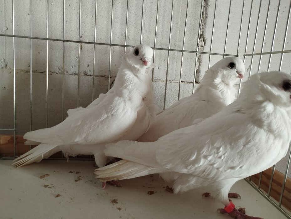 Mewk i białe egipskie, litewskie, kowieńskie