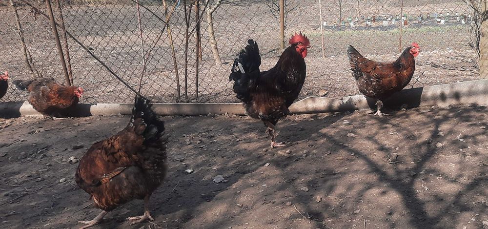 Інкубаційне  яйце