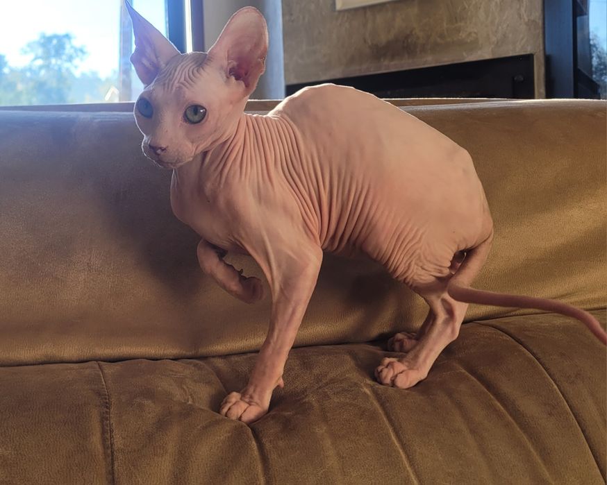 Sphynx macho lindo