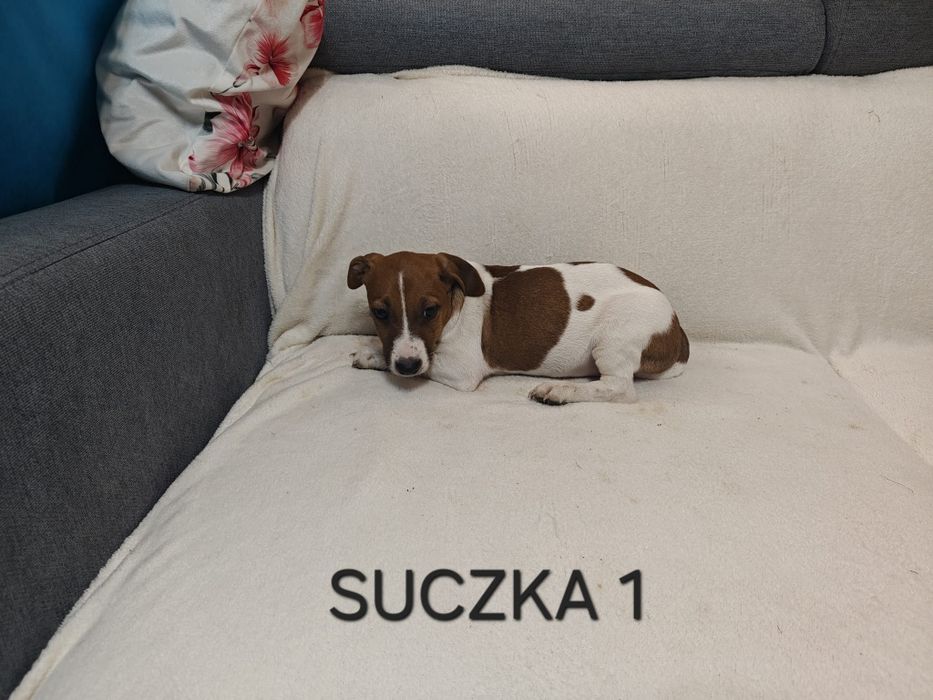 Suszka Jack Russell Terrier