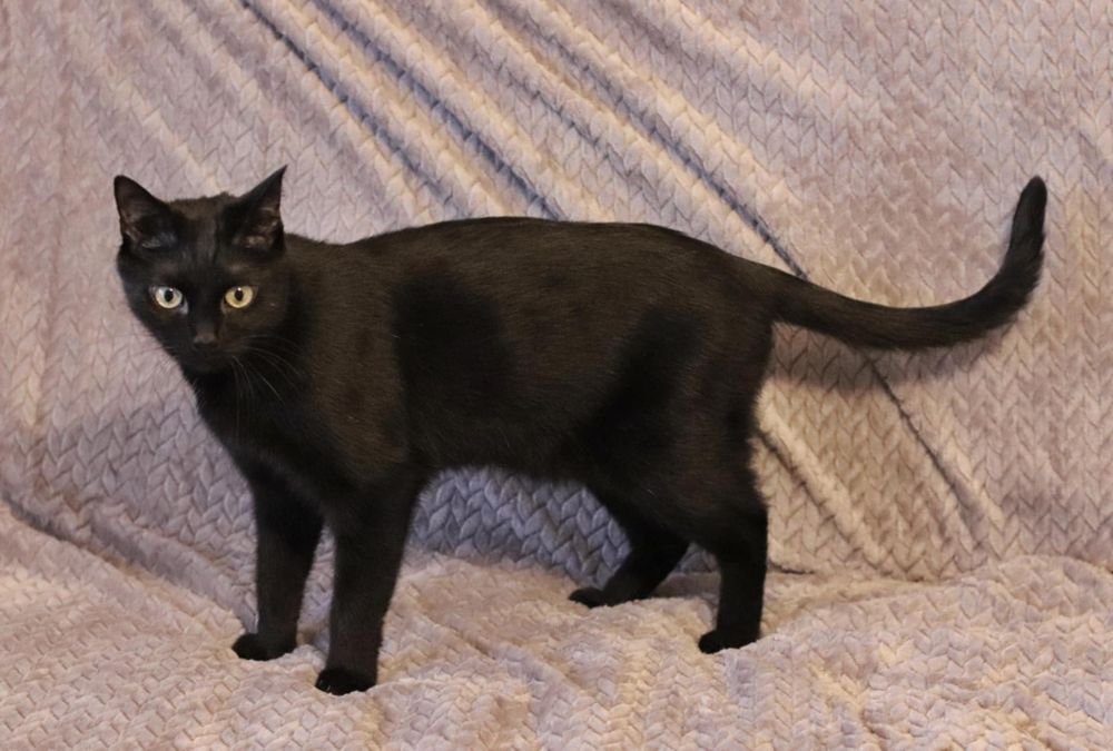 Czarny kotek kocurek