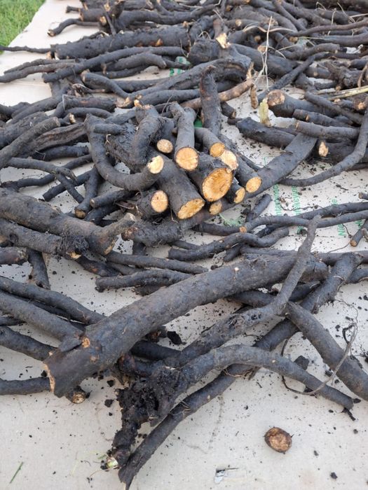 Żywokost korzeń świeżo zebrany