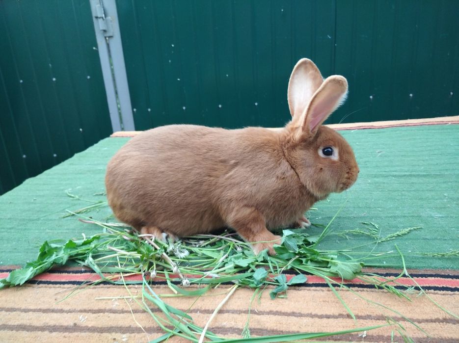 Кролики Бургундский