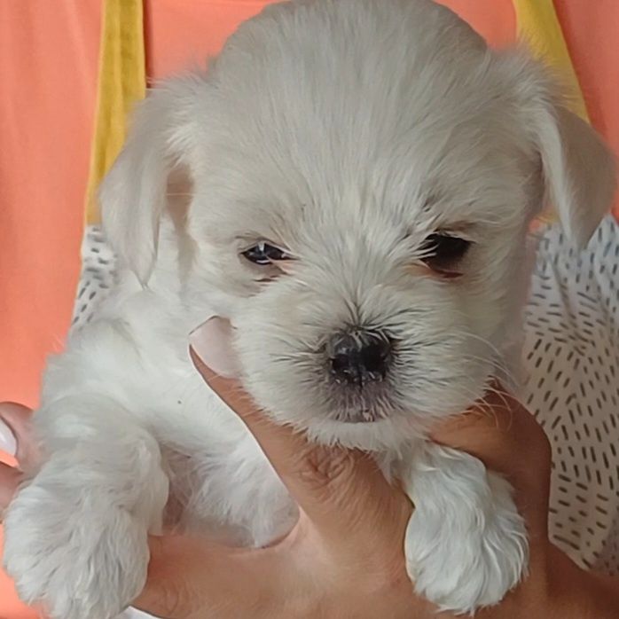 Bichon Maltês Disponível