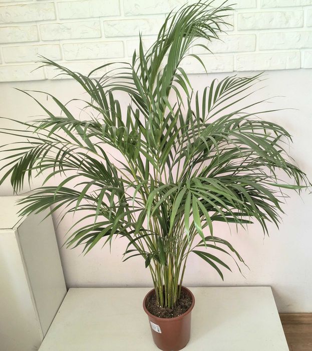 Palma Areka  100 cm