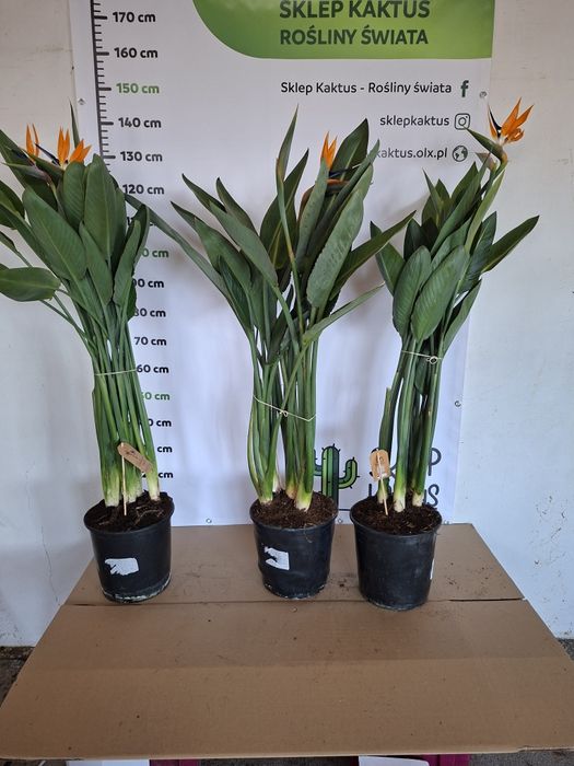 Strelicja królewska, strelitzia reginae, rajski ptak +/-150 cm wysyłka