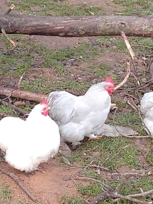 Koguty Kochin lawendowy Biały