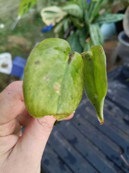 scindapsus noid variegata marble -cięty