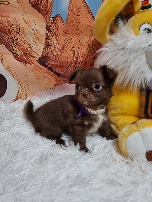 chihuahua macho chocolate de pêlo comprido c Pedigree e afixo