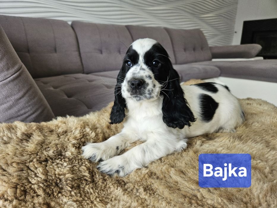 Suczka Cocker Spaniel Angielski