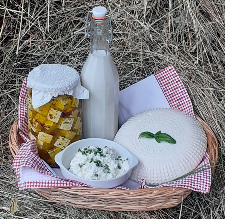 Kozie mleko i sery od kóz Alpejskich