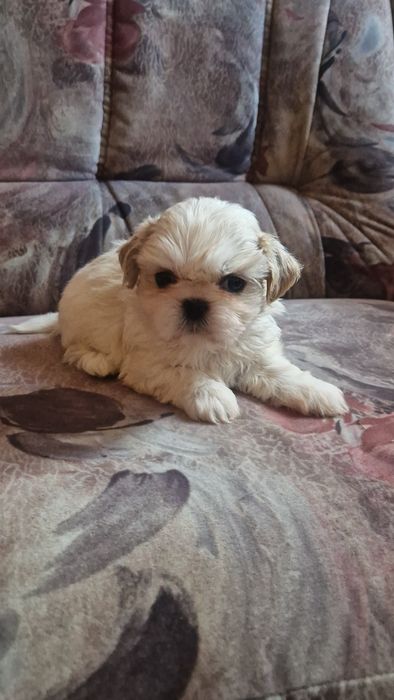 Shih tzu suczka  biała rodowód