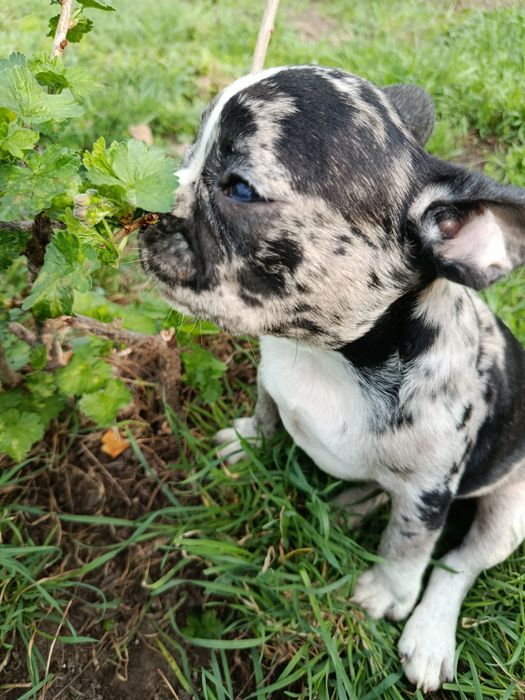 Прекрасные французики