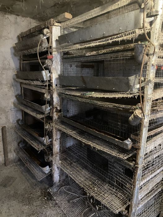 Клітки для перепелів