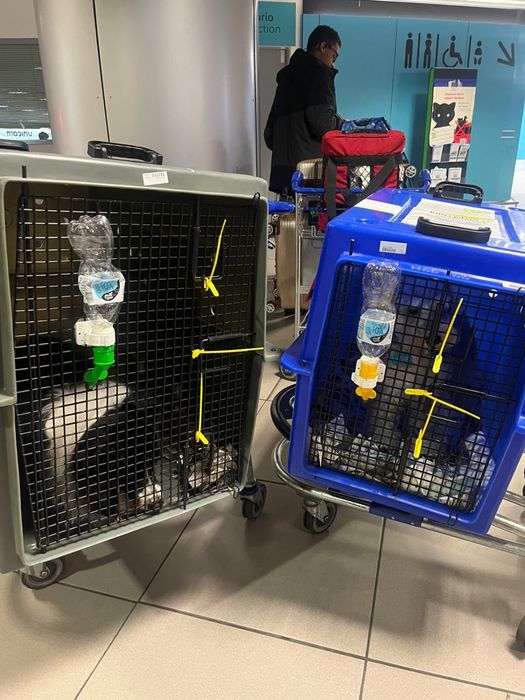 CAIXA DE TRANSPORTE ANIMAL