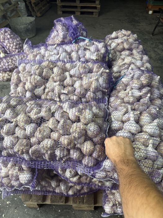 Продаж часник на опт і грут ( любаша софієвський месідор)