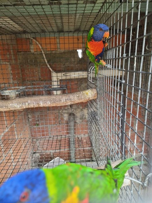Loris molucanus e aratinga sol