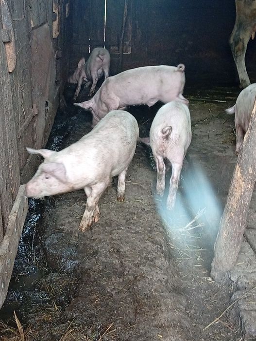 Продам свиней і поросят