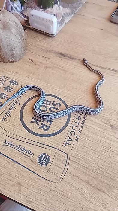 Terrario e corn snake