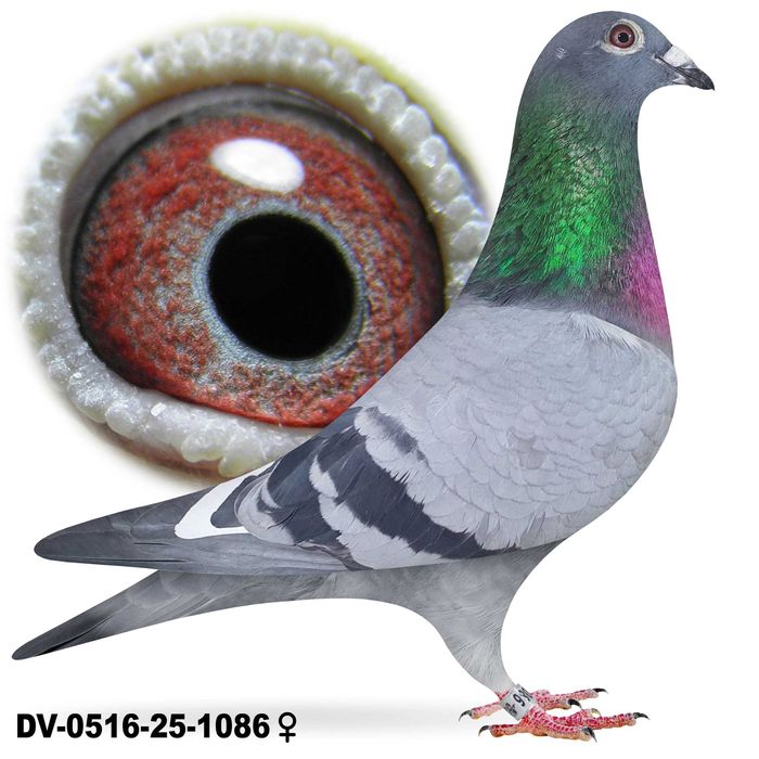 Młode 2026 Para 39 Oryg. R. Puttmann Hurrican 51 INBRED Gołąb pocztowy