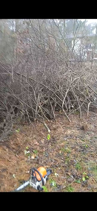 Oddam za darmo gałęzie idealne pod rębak