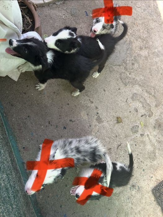 Casal de border collie