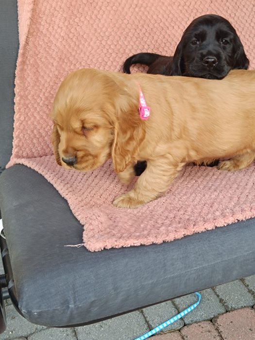 Cocker spaniel angielski wybitne piesek do odbioru