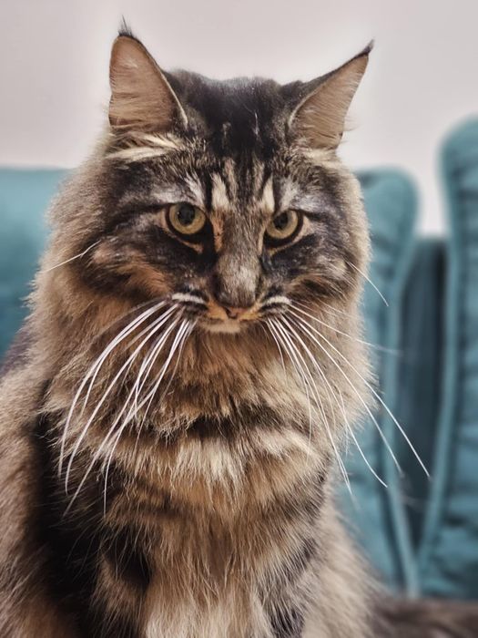 Kot Henryk uroczy przytulas