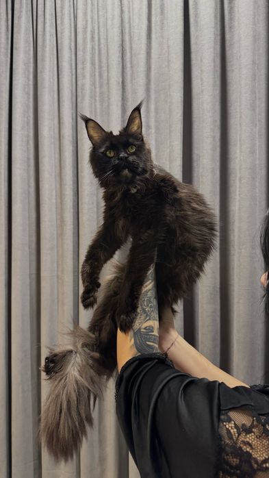 Девочка Мэйн-кун