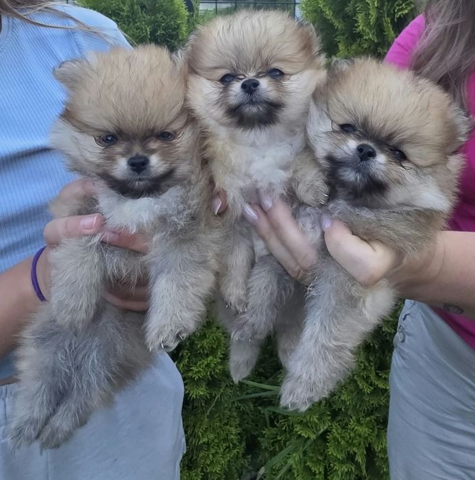 Pomeranian szpic miniaturowy ZKwP FCI