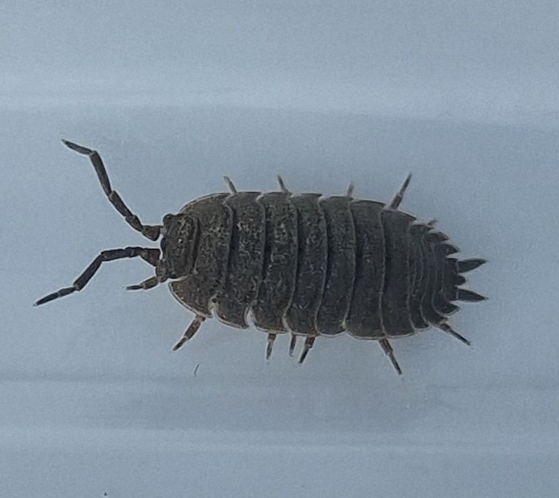 isopods Porcellio scaber