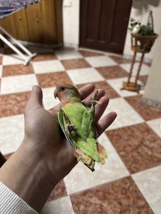 Agapornis rosicollis domesticados