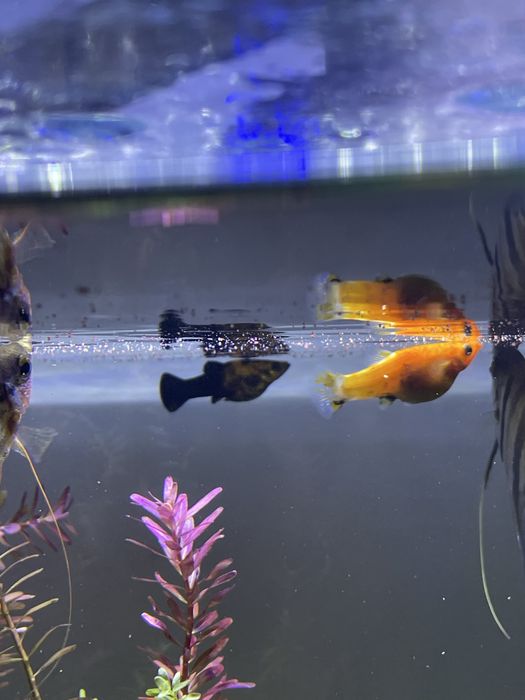 2 molly amarelo/preto