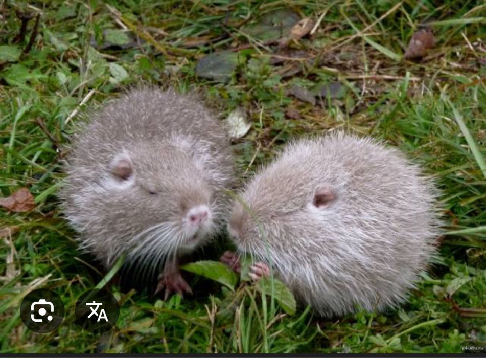 Продам кролі різного віку