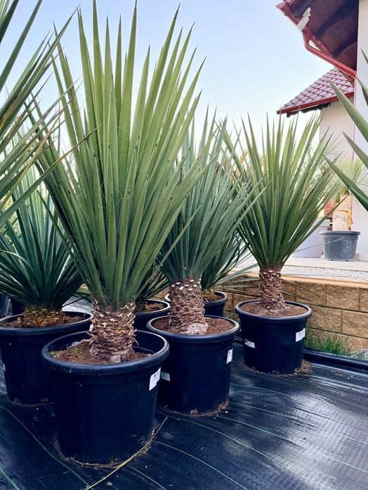 Yucca faxioniana yuca juka mega duża mrozoodporna -18 / -20
