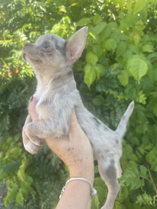 Chihuahua lilac merle femea