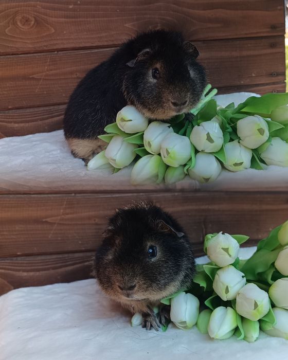 Świnka morska US Teddy ,kawia domowa  gładkowłosa
