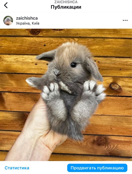 Справжні породисті міні карликові кролики