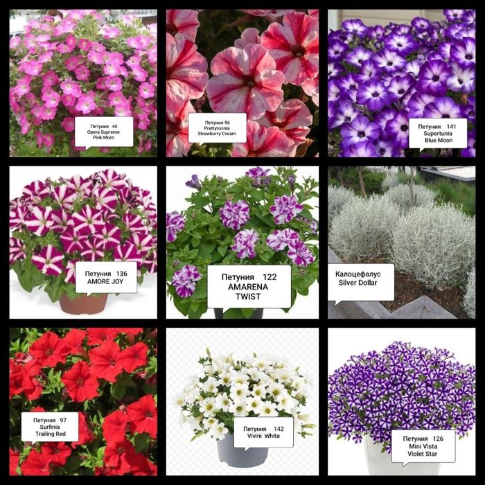 Петуния сурфиния петхоа