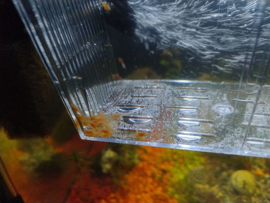 Młode zbrojniki złote Ancistrus