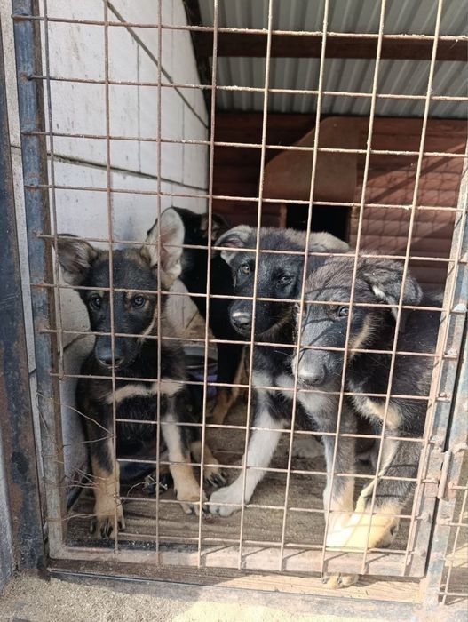 Продам німецьких вівчарок