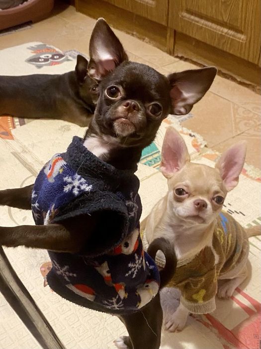 Маленька Чітка чекає на своіх мапап!