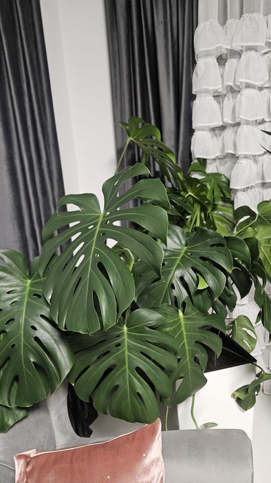 Monstera duży kwiat