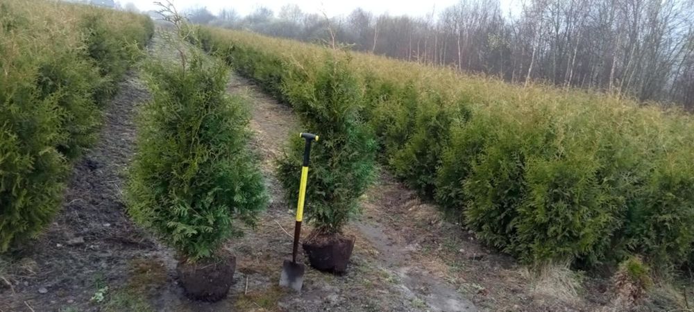 Gęsta Tuja (tuje) Brabant Prosto z Plantacji