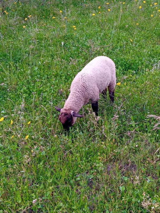 Borrega  x suffolk