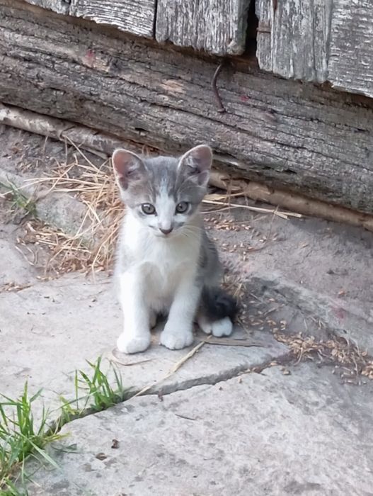 Kocur do oddania 13 tygodni  tylko 16 sierpnia