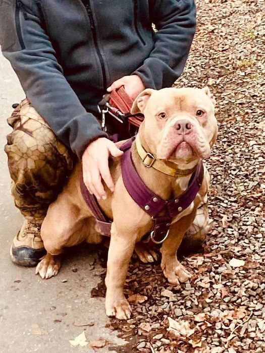 American Bully Pixel do adopcji