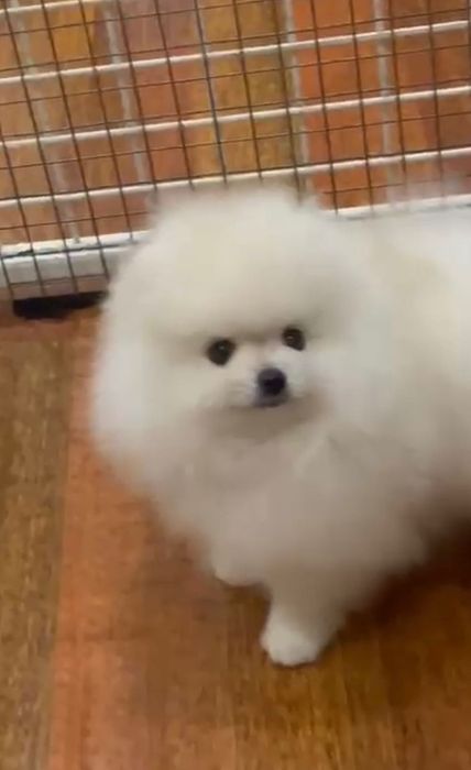 Щенок померанского шпица