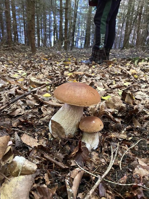 Гриби, Польські,Мариновані.